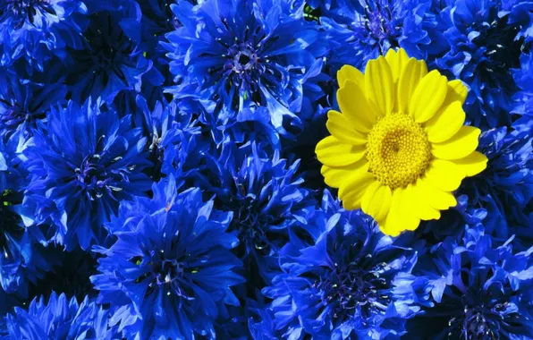 Picture blue, yellow, contrast, cornflowers