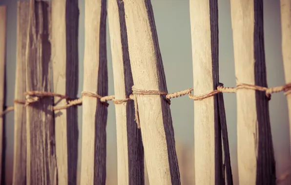 Trees, the fence, fence