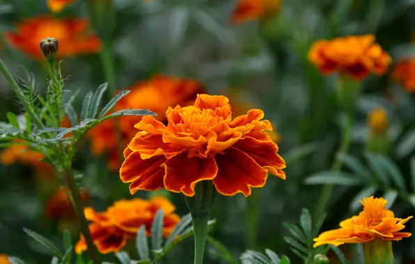 Picture summer, macro, flowers, beauty, garden, flora, marigolds