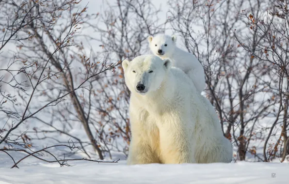 Winter, snow, bear, the bushes, bear, top, Polar bears, Polar bears