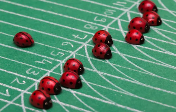 Picture the situation, ladybugs, the race