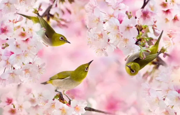 Branches, spring, Sakura, birds, Trinity, white-eyed, FuYi Chen, white eye