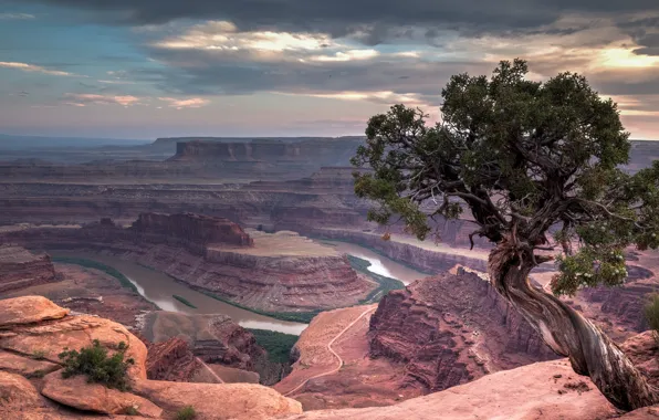 Tree, rocks, canyons