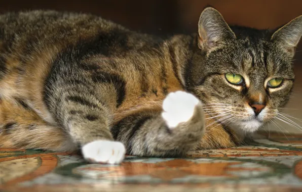 Cat, cat, grey, lies, striped, green eyes, thick, chubby