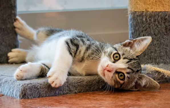 Cat, look, pose, kitty, legs, floor, lies, face