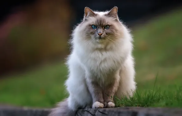 Picture cat, cat, look, nature, pose, muzzle, tail, sitting