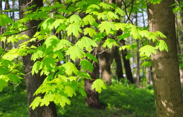 Forest, park, tree, leafs, spring, twig