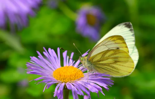 Picture Macro, Butterfly, Flower, Flower, Bokeh, Macro, Butterfly