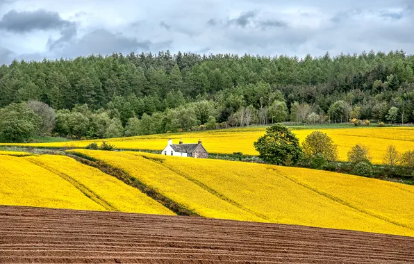 Field, forest, the sky, flowers, home