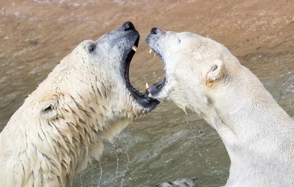 Picture animals, fight, predators, wildlife, polar bears
