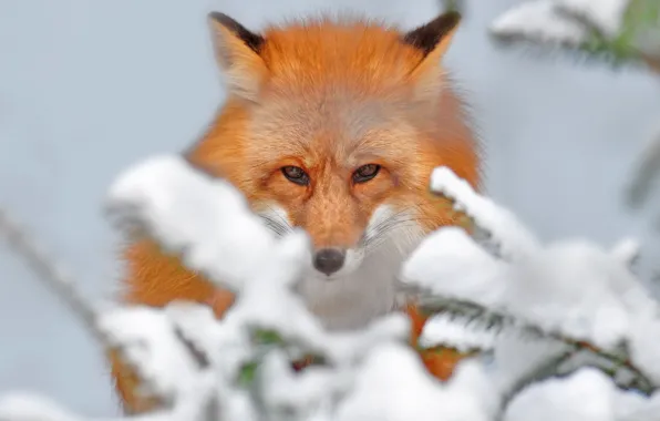 Picture snow, branches, nature, beauty, Fox