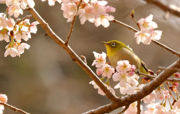 Light, flowers, branches, bird, spring, Sakura, flowering, bokeh