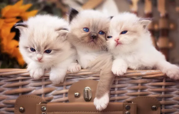 Kittens, kids, trio, Trinity, Ragdoll