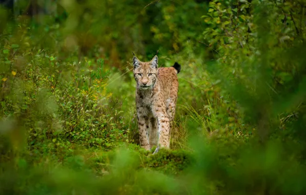 Forest, thickets, walk, lynx, the bushes, bokeh