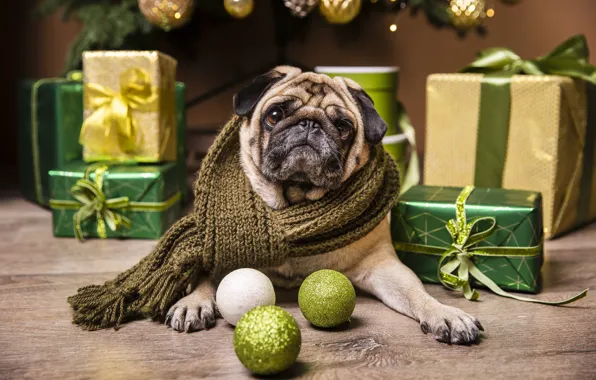 Look, balls, pose, room, Board, dog, paws, scarf