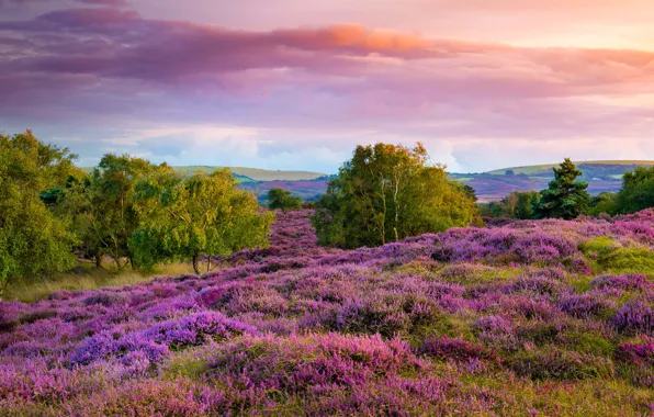 England, Heather, Dorset