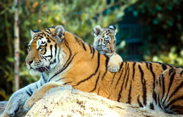 Animals, nature, stone, predators, cub, tigers, tigress, tiger