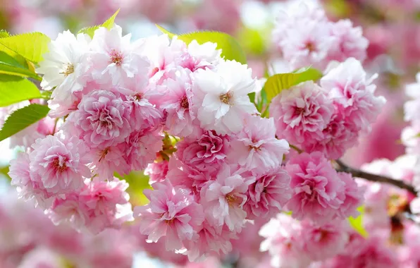 Macro, branches, Sakura, flowering