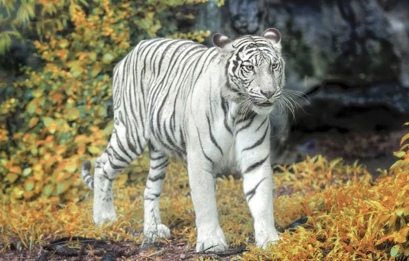 Picture autumn, tiger, white tiger