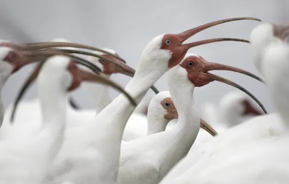 Bird, florida, White Ibis