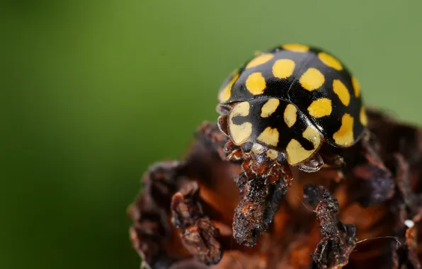 Picture black, yellow, insect