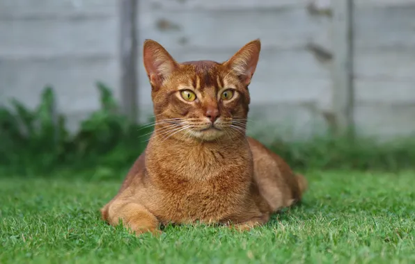 Picture grass, cat, look, red, lies