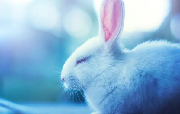 White, Rabbit, muzzle, sleeping, profile, Bunny