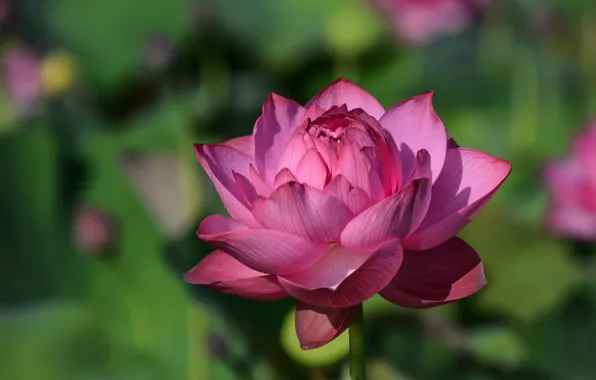 Close-up, petals, bokeh, Lotus