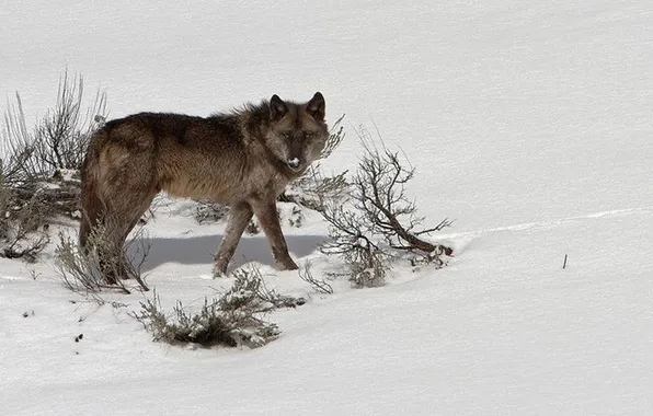 Fantasy, nature, art, snow, predator, face, animal, wolf