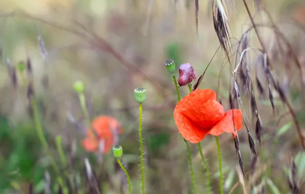 Red, poppy, meadow, blooming