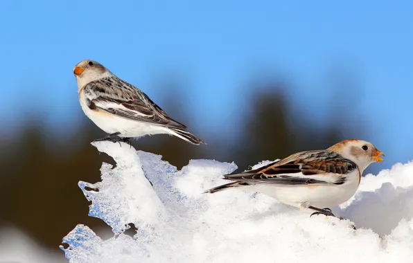 Picture winter, the sky, snow, bird, beak