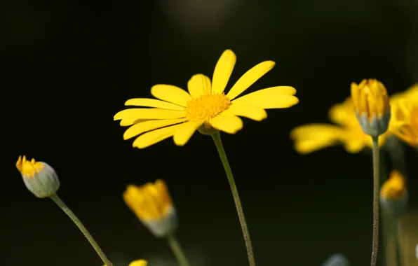 Picture Wallpaper, petals, Daisy, stem, Bud