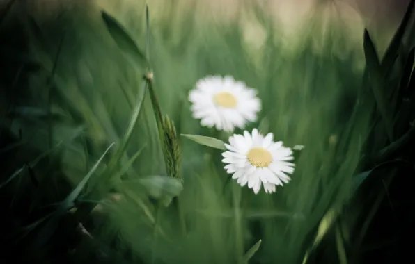 Greens, grass, macro, flowers, chamomile, petals, blur, white