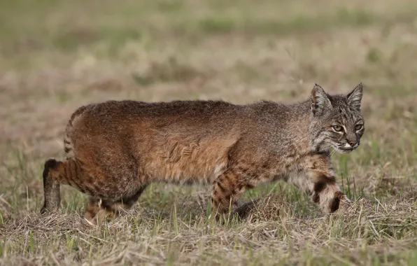 Picture predator, hunting, lynx