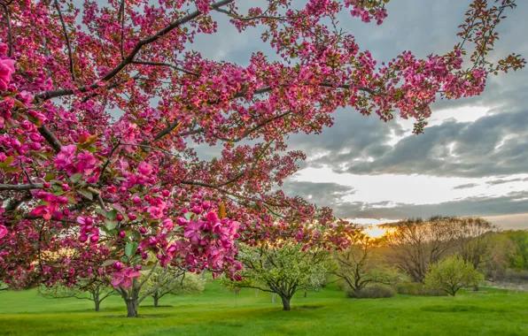 Picture trees, landscape, flowers, garden
