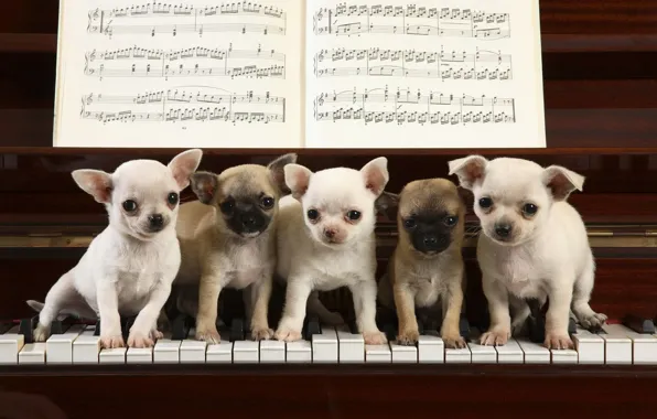 Picture notes, the game, piano, keys, puppies