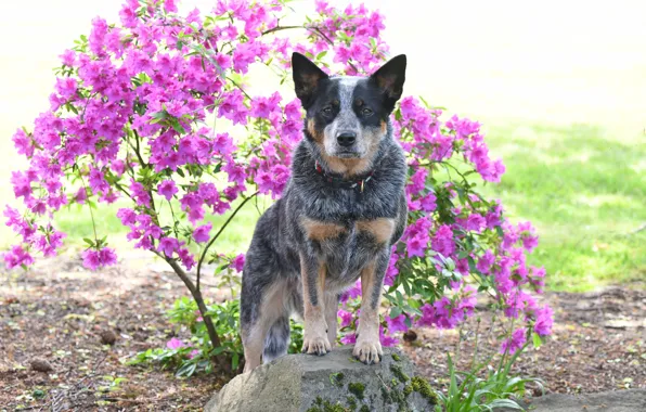Picture flowers, each, dog