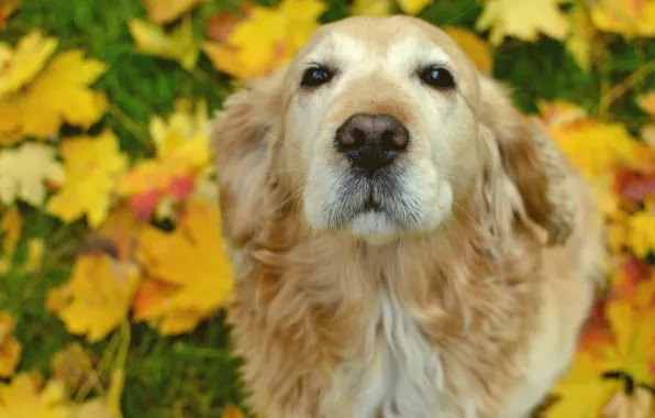 Picture face, dog, nose