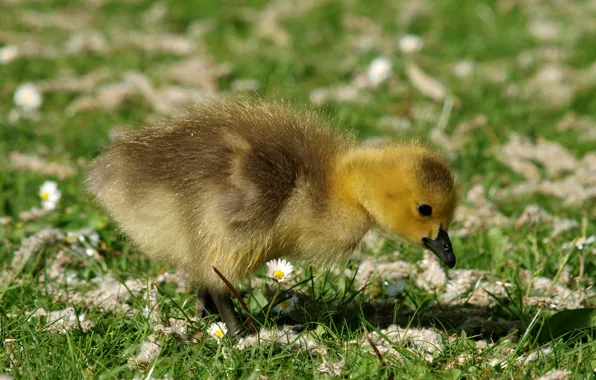 Grass, blur, chick, Gosling
