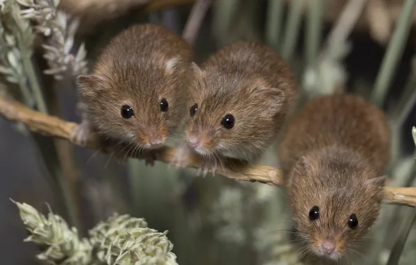 Spikelets, trio, mouse, crumbs