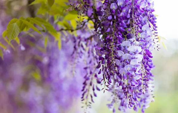 Flowers, branches, nature, color, beauty, spring, garden, purple