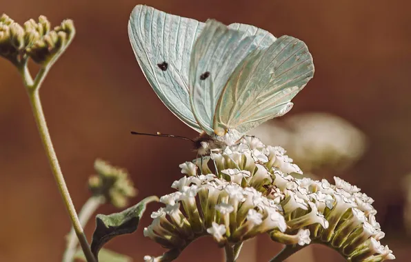 Macro, butterfly, wings, beautiful, flowers, flowering, closeup