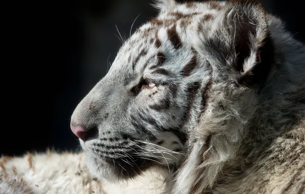 Face, predator, profile, fur, white tiger, cub, wild cat, tiger
