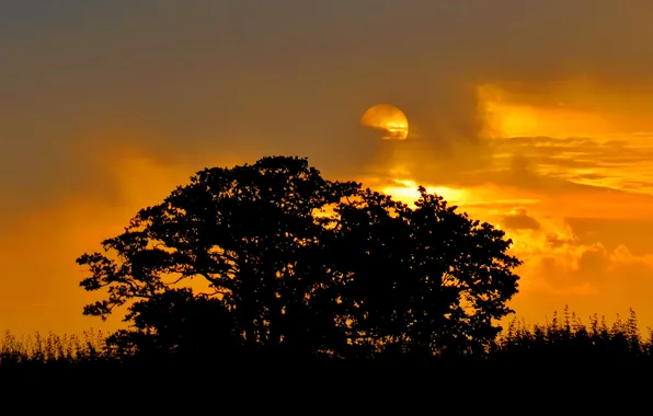 The sky, the sun, clouds, trees, sunset, silhouette, the bushes
