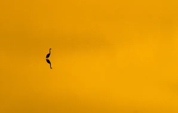 Picture sunset, bird, minimalism