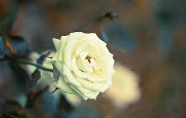 Flower, leaves, macro, nature, rose, petals, blur, Bud