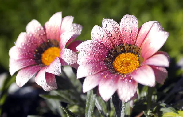 Picture macro, flowers, droplets, Rosa