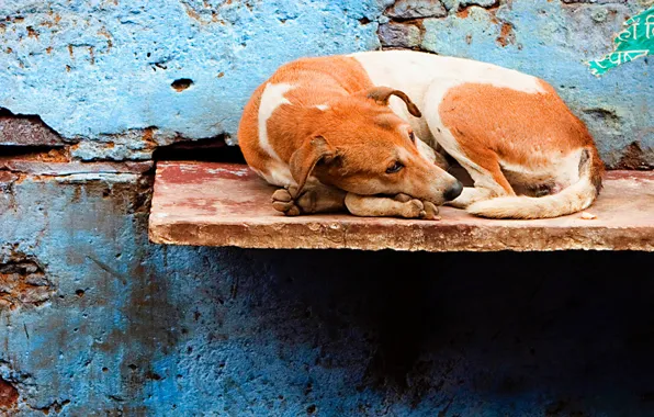 Dog, Wall, Loneliness, Shop