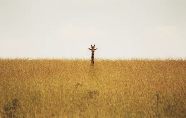 Giraffe, savannah, wildlife, neck