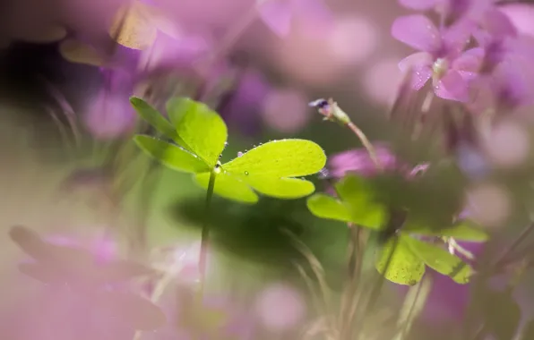 Summer, flowers, nature